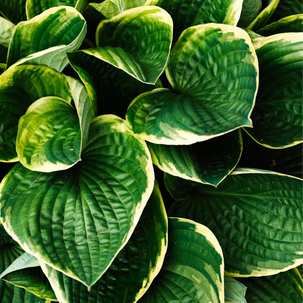 Budget for Marketing Agency